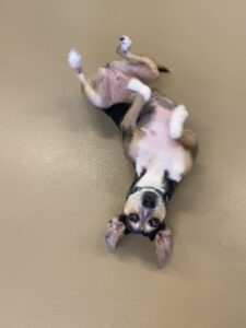 Dog laying upside down on its back