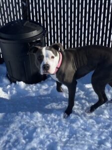 Black and white pit dog in snow