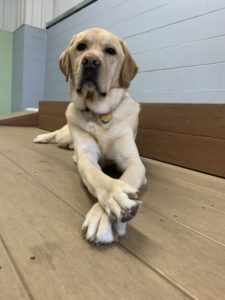 Yellow lab laying down with front paws crossed