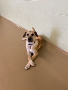 Tan dog laying down with front paws crossed