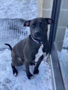 Black dog leaning against window outside