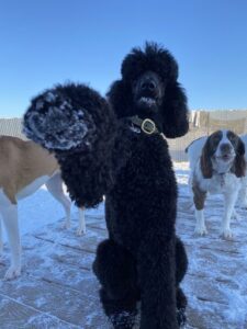 Black poodle sitting with paw raised, pawing at camera