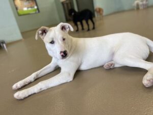 White dog laying down on floor