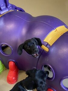 Black dogs playing in plastic caterpillar