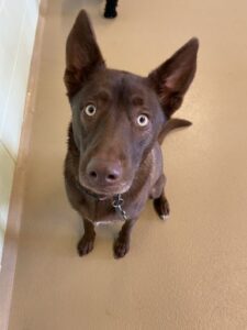 Brown dog with large wide eyes