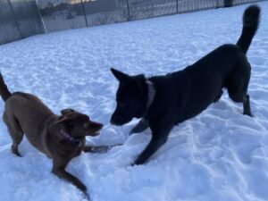 Two dogs playing in snow