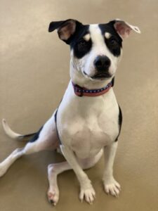 Black and white terrier sitting