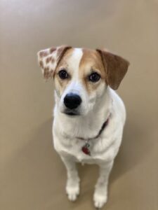 Brown and white dog sitting on floor