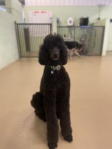 Black poodle sitting on floor