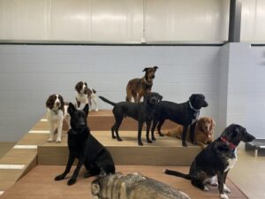 Dogs playing on raised platforms