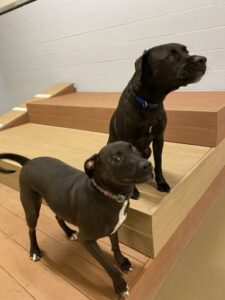 Dogs playing on raised platforms