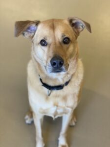 Tan dog with black collar