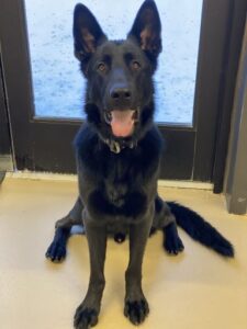 Black German Shepard smiling at camera