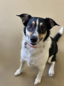 White and black smiling dog