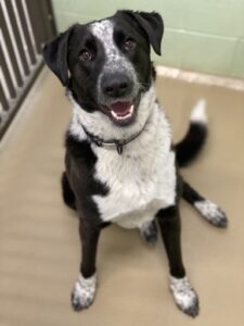 Black and white spotted dog smiling