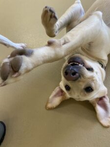 Tan dog laying upside down on its back smiling