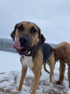 Hound outside licking face