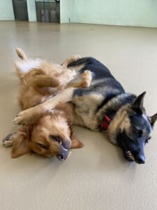 German Shepard and Golden Retriever laying with legs around each other