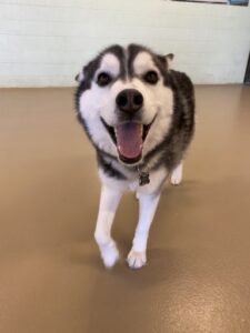 Happy husky walking toward camera smiling