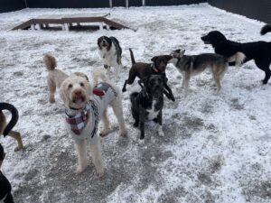 Dogs playing outside in snow