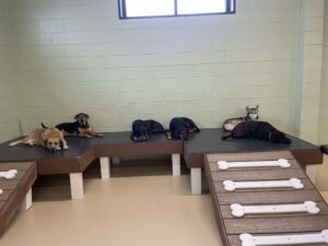 Dogs laying on raised platforms inside