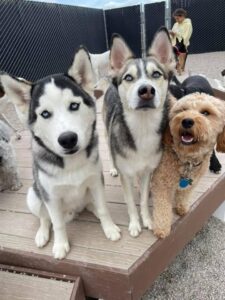 Two huskies and doodle looking at camera outside