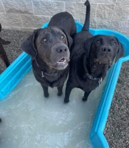 Two black dogs standing in plastic pool