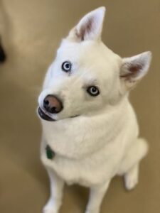 White dog with large eyes and cocked head