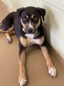 Black and tan dog laying next to wall