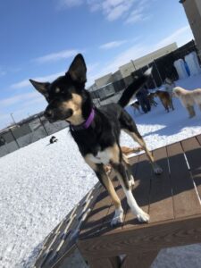 Dogs playing on raised platforms