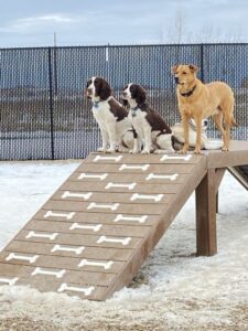 Dogs playing on raised platforms