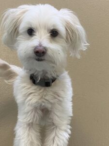 Small white dog standing up