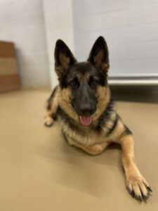 German Shepard laying down