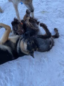 Dogs playing outside in snow