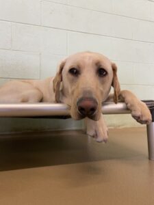 Sleepy yellow lab laying on cot