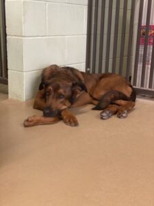 Tan dog laying near wall with paws crossed