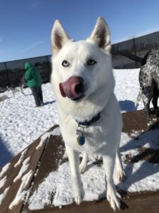White husky licking nose in snow