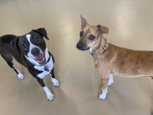 Two dogs smiling at camera