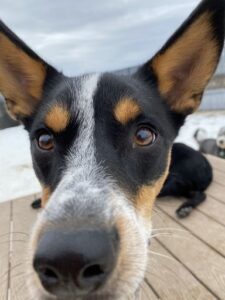 Close up of black and tan dog face