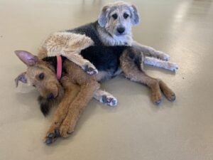 Two dogs laying cuddled on top of each other