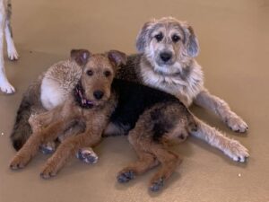 Two dogs laying cuddled on top of each other