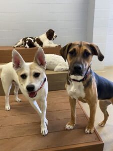 Dogs playing on raised platforms