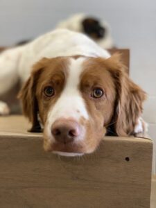 White and brown spaniel laying on platform