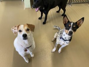 Dogs sitting looking at camera