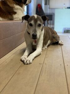 Dog laying on wooden platform