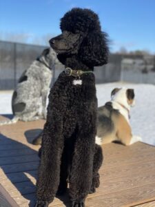 Black poodle looking in the distance