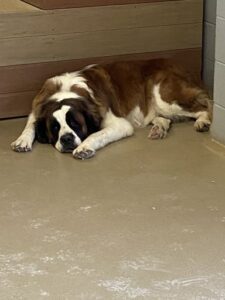 Sleeping Saint Bernard dog