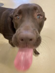 Chocolate lab licking tongue out