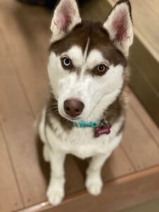 Brown and white Husky with teal collar