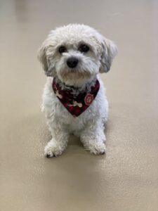 White curly dog with bandana